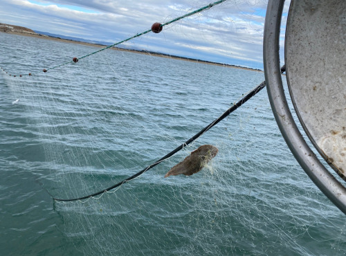 Pêcheur Toni  Micheau - Soles De Méditerranée - 500g (2 Pièces) - Vidées