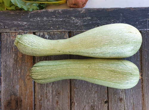 La Ferme de Milly - Anjou - Courgette Genovese bio - 1kg
