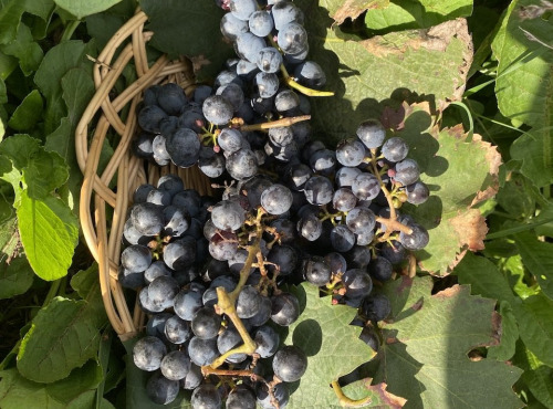 Des Poules et des Vignes à Bourgueil - Raisins Cabernet Franc