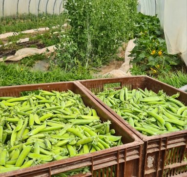 La Ferme de Goas Per - Petit pois bio - 500gr