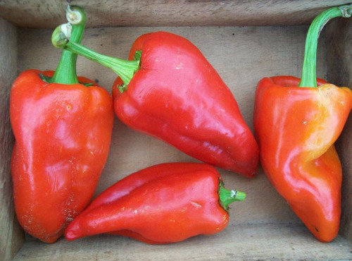 HERBA HUMANA - Piment frais Szentesi