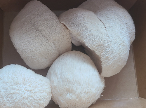 Champinette et Aromates - Hydne hérisson ou Crinière de lion