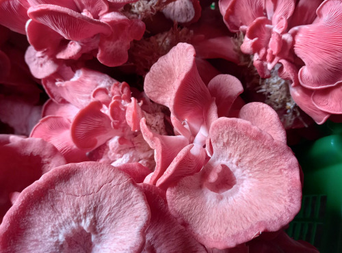 Les champignons de Vernusse - Pleurotes roses - 1kg