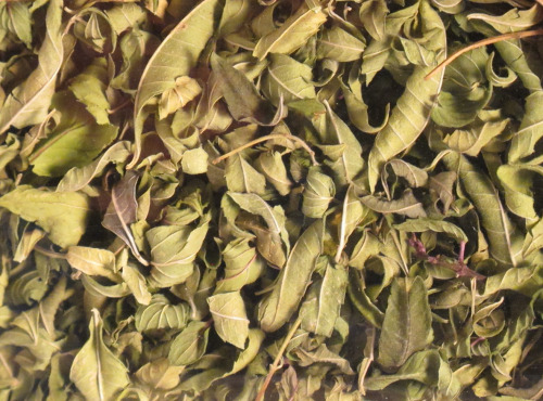 Les Jardins du Mas de Greil - Verveine-menthe, Tisane Composée