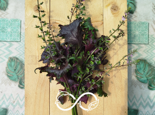 Nature et Saveurs - Ferme Aquaponique et Permacole Astérienne - Shiso ou Perilla Pourpre (Bouquet Frais)