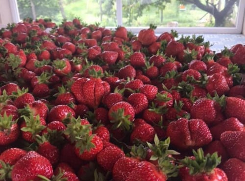 La Ferme des Prun'Elles - Fraises