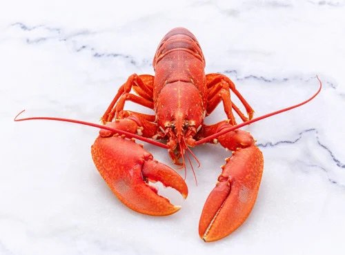 Poissonnerie La Piriacaise - homard 2kgs