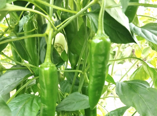 Nature et Saveurs - Ferme Aquaponique et Permacole Astérienne - Piment Moyen Vert Frais Sucette de Provence