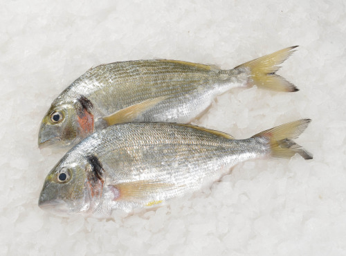 Côté Fish - Mon poisson direct pêcheurs - Dorade Royale