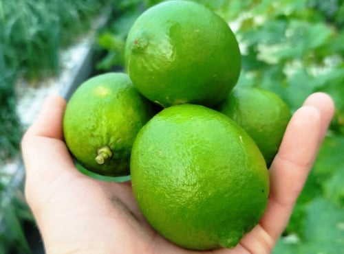 Nature et Saveurs - Ferme Aquaponique et Permacole Astérienne - Citron Vert Lime Tahitien