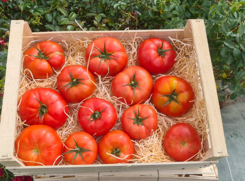 Le Châtaignier - Tomates à farcir - 1kg