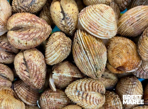 Brest Marée - Praires de la Baie de Saint-Brieuc - 1kg