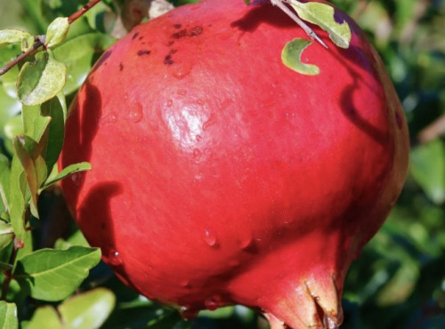 L'OLIVERAIE DU COUDON - GRENADES BIO 4 KG ( ENVIRON 12 a 14 fruits ) Wonderful