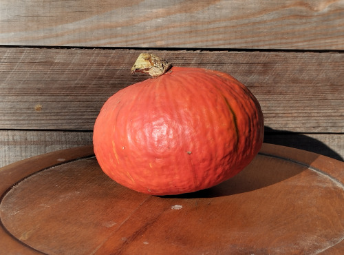 Ferme de Cernunnos - Lot de courges pour Halloween