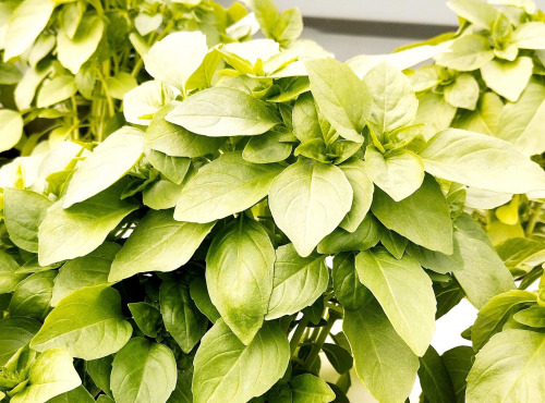 Nature et Saveurs - Ferme Aquaponique et Permacole Astérienne - Basilic Grec (Bouquet Frais)