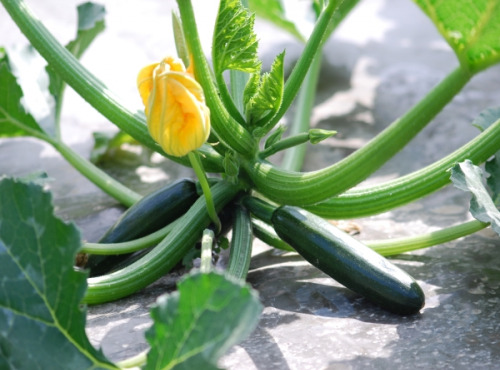 La Boite à Herbes - Courgette 3kg Bio