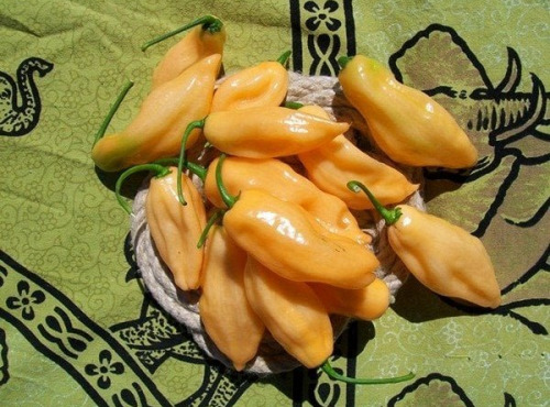 HERBA HUMANA - Piment frais Habanero Pink 1kg