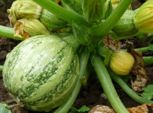 Les Jardins de Mondpa - courgette ronde
