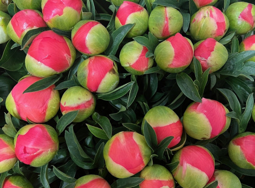 Domaine Reverchon - Pivoines Bouquet 10 tiges