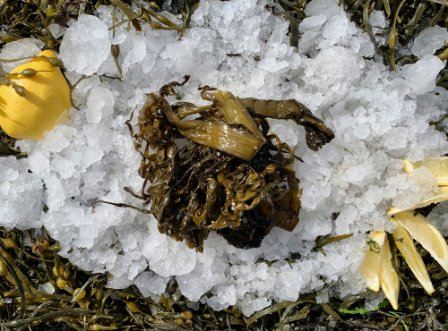 Thaëron - Kombu Royal - Barquette de 1 kg