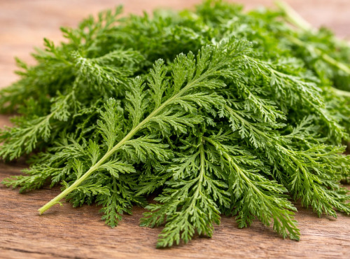 Nature et Saveurs - Ferme Aquaponique et Permacole Astérienne - Jeunes feuilles d’Achillée millefeuille — Incomparable