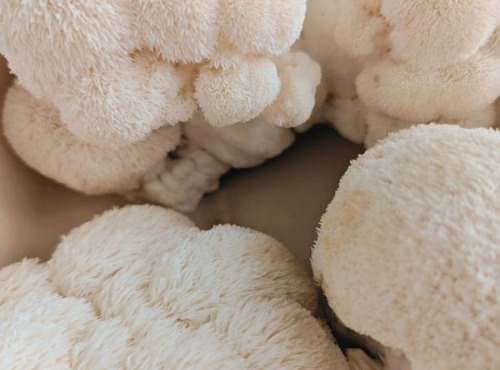 Les Myconautes - Hericium crinière de lion Bio - Cagette 1kg