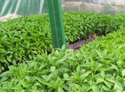 Elissalde Le Potager Basque - 15 Plants De Piment Du Pays Basque