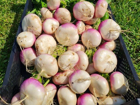 La Ferme de Goas Per - Navet bio - 1kg