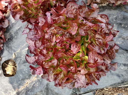 Ferme de la ville basse - Salade Feuille de chêne rouge Bio