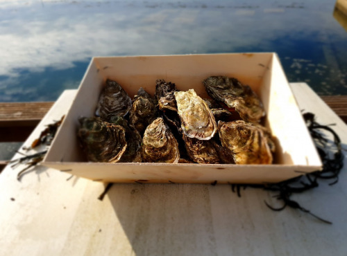 Huitres Damerose - Huitres naturelles de la Ria d'Etel n°1 - 1 douzaine