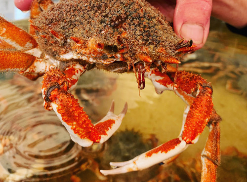 Les Huîtres du Père Gus - Moussette (araignée de mer) Pêche locale cuite