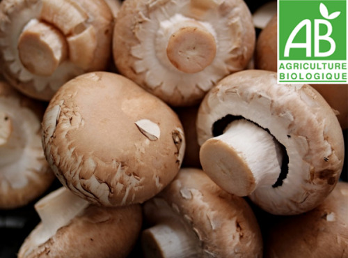 Mon Petit Producteur - Champignon De Paris Brun
