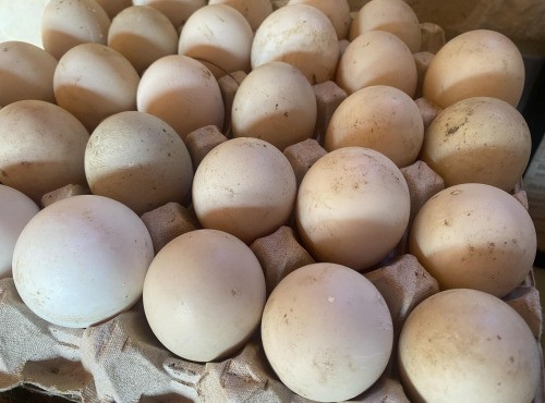 Des Poules et des Vignes à Bourgueil - 30 œufs de cane