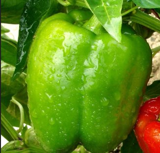 La Ferme de Goas Per - 250gr poivron vert bio