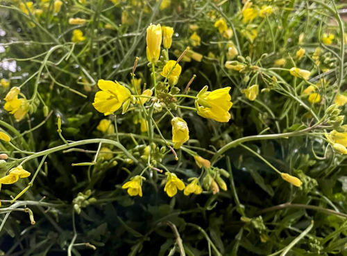 Naturélium - Roquette Sauvage
