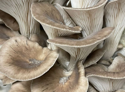 Naturélium - Le black pearl japonais 1,5kg