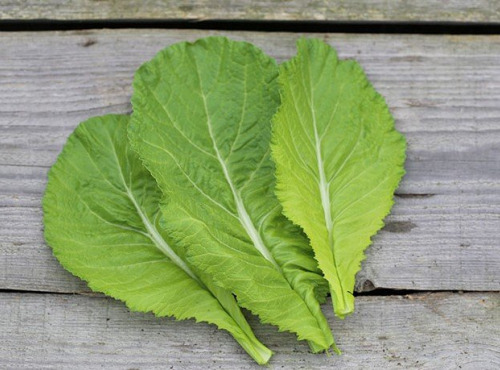 Les Jardins de Gérard - Feuille de moutarde Bio - 100 g