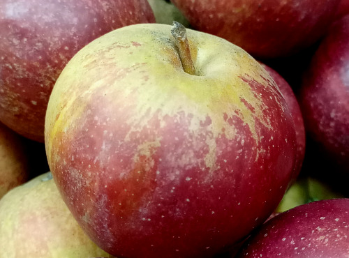 Ferme Joos - Pommes Jonagored de Wylder