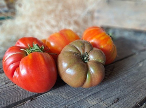 Les Jardins de Gérard - Mélange de tomates anciennes Bio - 3 kg