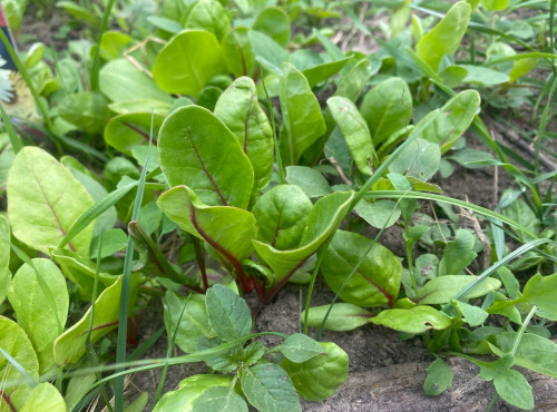 Des Poules et des Vignes à Bourgueil - Plants de Blette