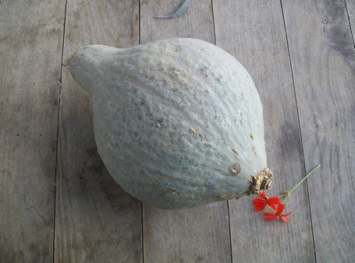 HERBA HUMANA - Courge Blue Hubbard