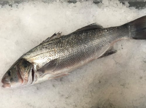 Godaille de l'Armement Cherbourgeois - En Direct du Bateau - Bar Sauvage Pièce De 2kg