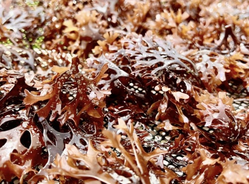 Les Algues de l'Île de Ré - Tisane  Chondrus Crispus Verveine-citron-Pioca-Rétha