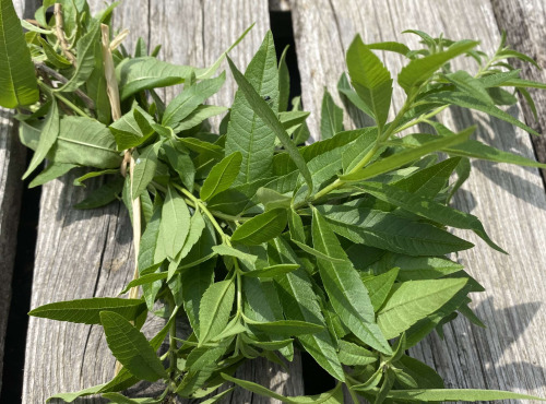 Ferme Sinsac - Verveine citronnée en botte par 500 grs