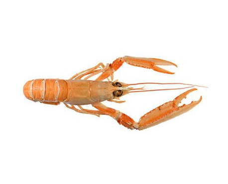 Ma poissonnière - Langoustine Crue - Lot De 1 Kg