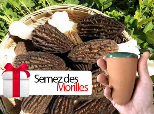 Morilles du Lac - POD - Semez des morilles !