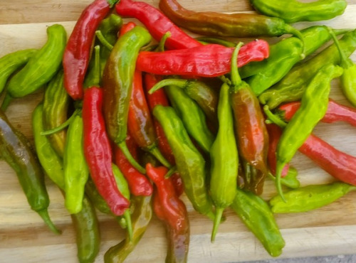 HERBA HUMANA - Piment frais Shishitou 400g