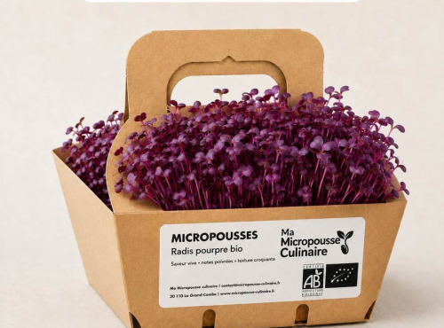 Ma Micropousse culinaire - Micro-pousses bio de radis pourpre – 8 barquettes