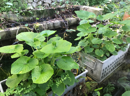 Le Jardin des Antipodes - Feuilles Fraîches De Wasabi Bio