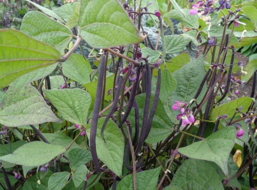 La Ferme Boréale - Haricots Violets